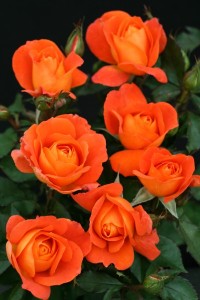 SUPER TROUPER (floribunda)